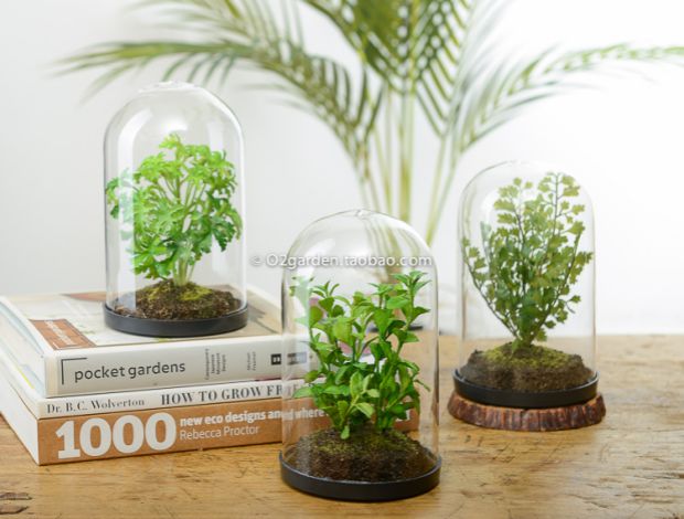 透明玻璃罩植物盆栽